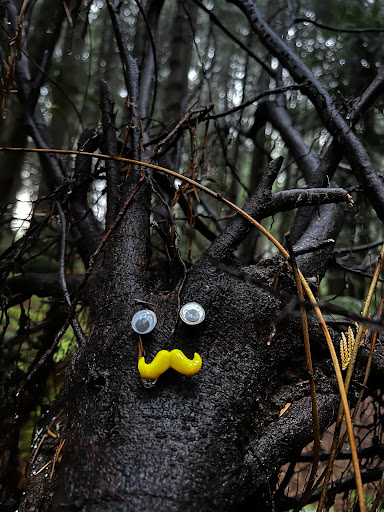 Nature Preserve «Illahee Preserve», reviews and photos, 3200 NE Riddell Rd, Bremerton, WA 98310, USA