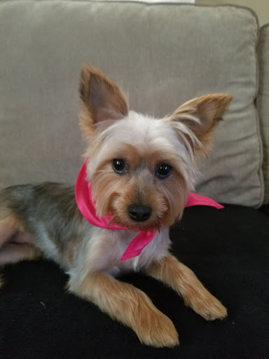 Pet Supply Store «PetSmart», reviews and photos, 5 Main St, East Hartford, CT 06118, USA