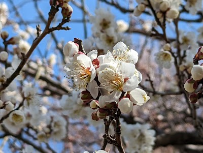 県庁東公園 SHIBA