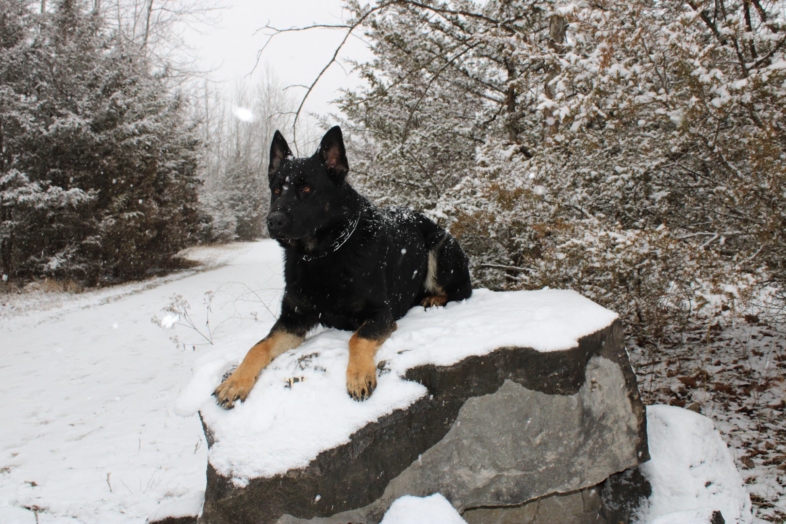 Fogle Kennels Training Center LLC