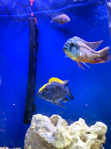 Tropical Fish Store «About Fish Inc», reviews and photos, 7236 N Federal Blvd # 700, Westminster, CO 80030, USA