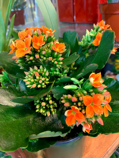 Florist «Studio Arts Florist», reviews and photos, 106-14 71st Ave, Forest Hills, NY 11375, USA