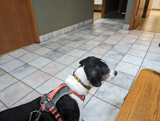 Badger Veterinary Hospital: Cross Katie DVM image