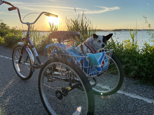Bicycle Store «Village Bicycle Shop», reviews and photos, 605 Lafayette St, Cape May, NJ 08204, USA
