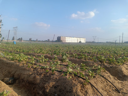 Agrogreen For Trade & Export and Food Processing