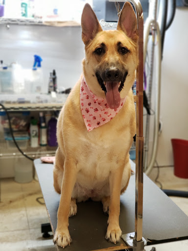 Pet Groomer «One Stop Pet Shop Inc», reviews and photos, 1375 Chestnut St # 103, Emmaus, PA 18049, USA