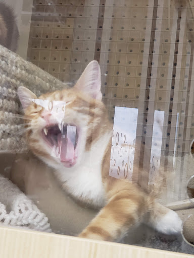 Pet Supply Store «Petco Animal Supplies», reviews and photos, 3870 N 124th St, Wauwatosa, WI 53222, USA