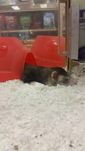 Pet Store «Pet Supermarket, Inc.», reviews and photos, 1938 FL-44 #40, New Smyrna Beach, FL 32168, USA