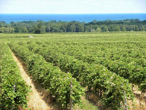 Winery «Arundel Cellars & Brewing Co», reviews and photos, 11727 E Main St, North East, PA 16428, USA