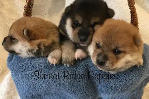 Sunset Ridge Puppies image