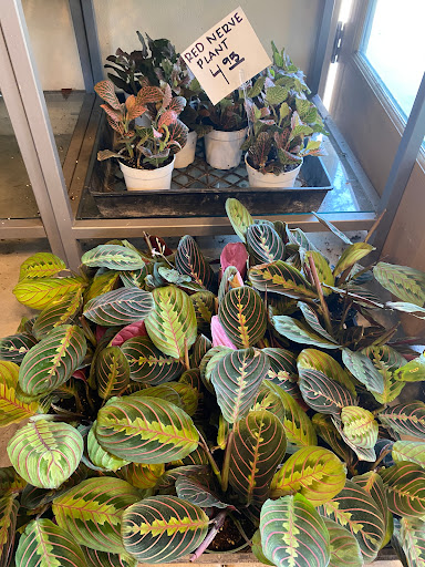 Florist «Plant Safari», reviews and photos, 653 N Central Ave, Upland, CA 91786, USA