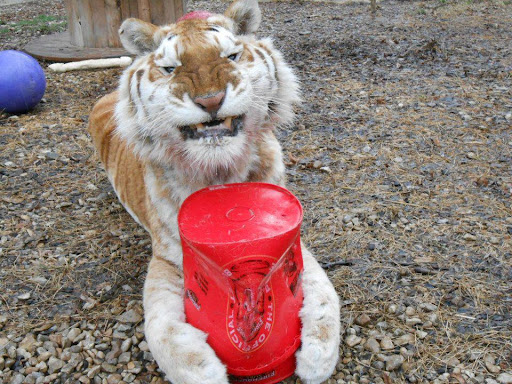 Wildlife Rescue Service «In-Sync Exotics», reviews and photos, 3430 Skyview Dr, Wylie, TX 75098, USA