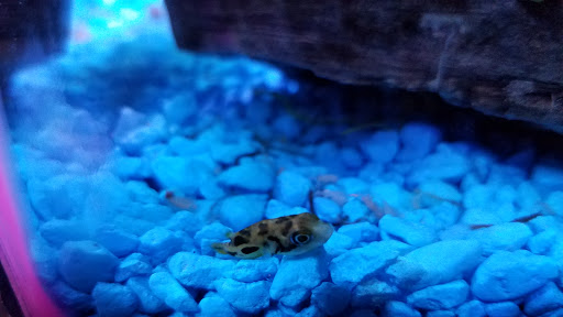 Pet Supply Store «Drs. Foster and Smith», reviews and photos, 2423 Air Park Rd, Rhinelander, WI 54501, USA