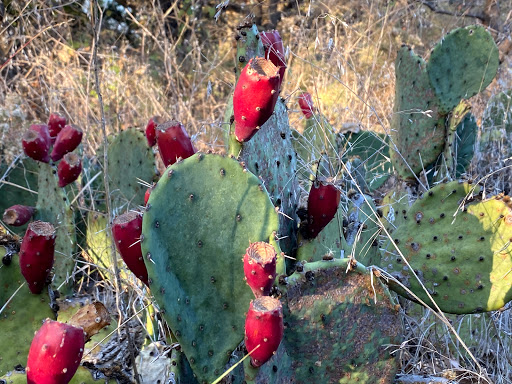 State Park «Cedar Hill State Park», reviews and photos, 1570 FM1382, Cedar Hill, TX 75104, USA