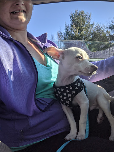 Pet Supply Store «Petco Animal Supplies», reviews and photos, 438 Southbridge St, Auburn, MA 01501, USA