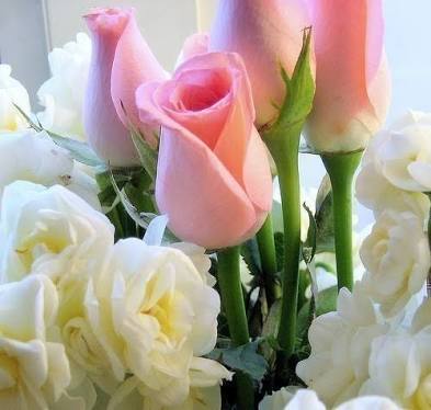 Florist «Little Shop of Flowers», reviews and photos, 2421 18th St NW, Washington, DC 20009, USA