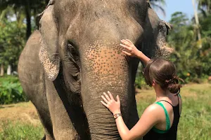 Ao Nang Elephant Sanctuary Krabi (Booking is needed) image