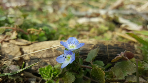 Nature Preserve «Sadsbury Woods Preserve», reviews and photos, Ramblewood Dr & Northwood Dr, Coatesville, PA 19320, USA