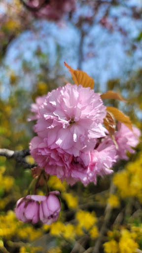 Grocery Store «Super Stop & Shop», reviews and photos, 1391 Main St, Willimantic, CT 06226, USA