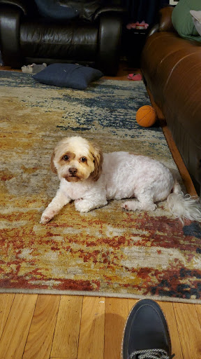 Pet Supply Store «Petco Animal Supplies», reviews and photos, 169 Federal Rd, Brookfield, CT 06804, USA