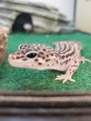 Pet Supply Store «Pet Supplies Plus», reviews and photos, 24-02 Fair Lawn Ave, Fair Lawn, NJ 07410, USA