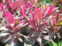 M.C. GENERAL LANDSCAPING, INC. - Photo 9 - Car repair in Miami, FL, Miami