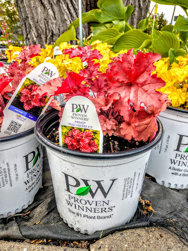 Florist «Pletschers», reviews and photos, 641 Old Hwy 8 SW, New Brighton, MN 55112, USA