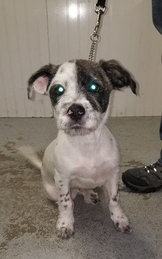 Pet Supply Store «Cheshire Cat & Dog Too», reviews and photos, 1320 Waterbury Rd, Cheshire, CT 06410, USA