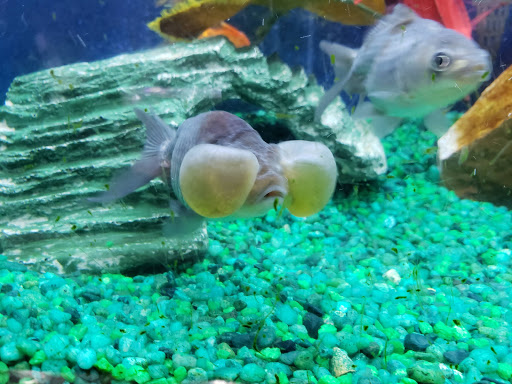 Tropical Fish Store «Trop Aquarium», reviews and photos, 3125 E Tropicana Ave D, Las Vegas, NV 89121, USA