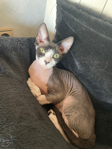 Clínica Veterinaria Collbaix en Sant Joan de Vilatorrada