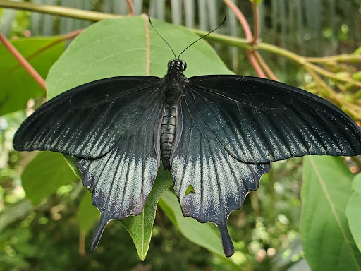 Animal Protection Organization «Butterfly Pavilion», reviews and photos, 6252 W 104th Ave, Westminster, CO 80020, USA