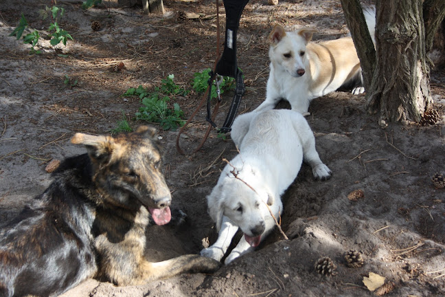 Rezensionen über mensch zu hund in Sitten - Hundeschule