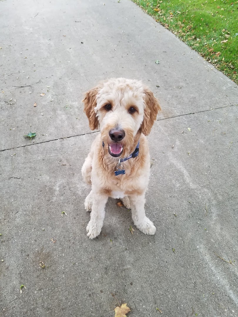 Paula's Canine Hair Design