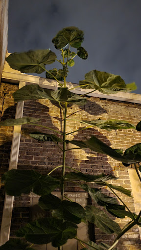 Art Gallery «Lamplighter Lounge», reviews and photos, 1702 Madison Ave, Memphis, TN 38104, USA