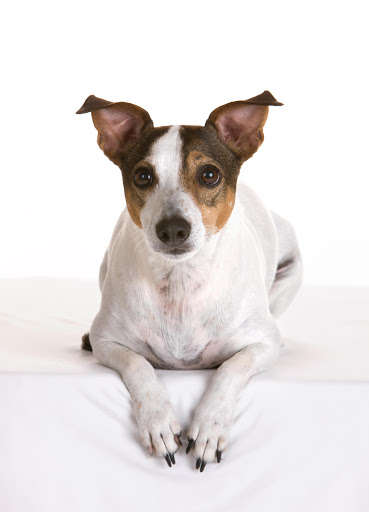 Pharmacy «BCP Veterinarians Pharmacy», reviews and photos, 1614 Webster St, Houston, TX 77003, USA