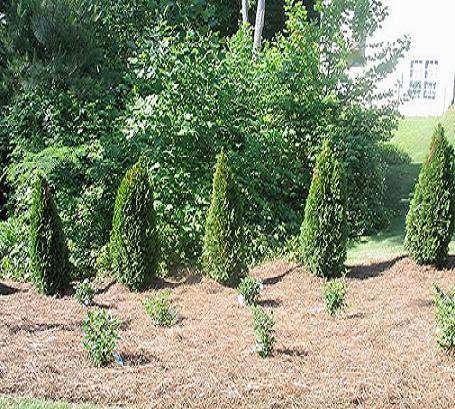 Affordable Landscaping Services In The, Affordable Landscaping Services Kennesaw Ga