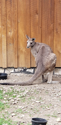 Restaurant «Hidden Valley Animal Adventure», reviews and photos, 2887 Royce Rd, Varysburg, NY 14167, USA