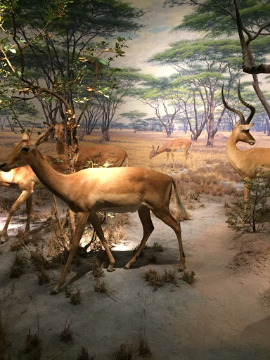 Museum «Museum of the City of New York», reviews and photos, 1220 5th Ave & 103rd St, New York, NY 10029, USA