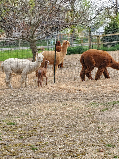 Sundrop Alpacas