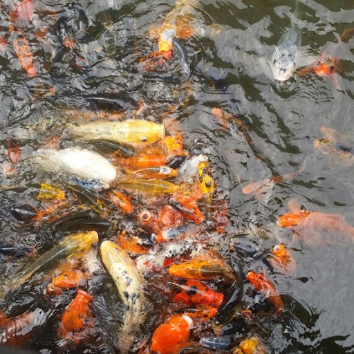 Pet Store «Fish Geeks», reviews and photos, 5845 Hillside Ln, Mechanicsburg, PA 17050, USA