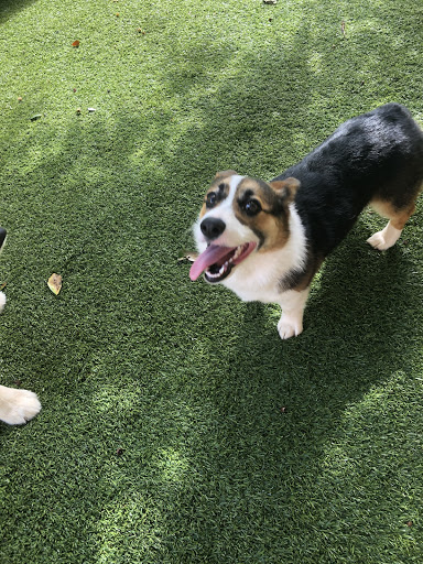 Pet Boarding Service «All About Pets», reviews and photos, 130 Arrow Rd #102, Hilton Head Island, SC 29928, USA