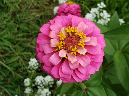 Garden «Lynch Park Rose Garden», reviews and photos, Lynch Park, Beverly, MA 01915, USA