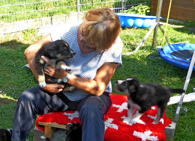Rezensionen über Hundeschule Jolly Dogs in Küssnacht SZ - Hundeschule