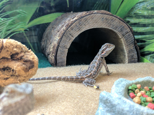 Pet Supply Store «PetSmart», reviews and photos, 12051 W Sunrise Blvd, Plantation, FL 33323, USA