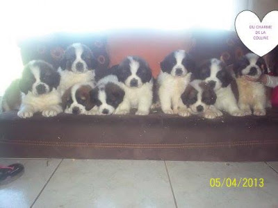 PENSION CANINE/FELIN- ELEVEUR CANIN (65) à Auriébat