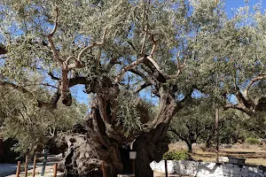 Old Olive Tree image