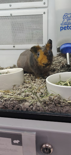 Pet Supply Store «Petco Animal Supplies», reviews and photos, 1919 El Camino Real, Mountain View, CA 94040, USA