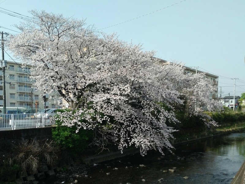 小八幡湘向橋の桜