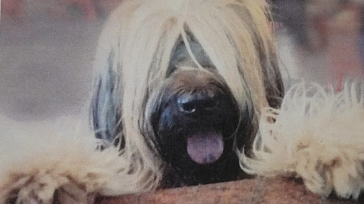 Consultorio Veterinario Cat Dog en Zaragoza