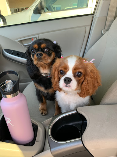 Pet Supply Store «PetSmart», reviews and photos, 1116 S Rochester Rd, Rochester Hills, MI 48307, USA